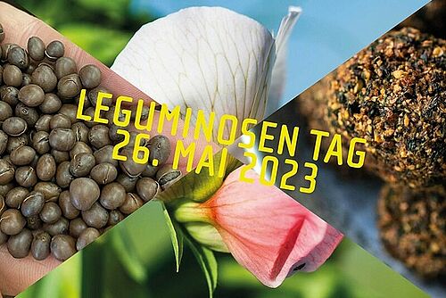 Diverse Leguminosenpflanzen, -körner und Produkte in einem Bild mit Titel des LeguminosenTags