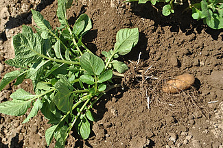 Kartoffelknolle mit Staude liegt auf der Erde.