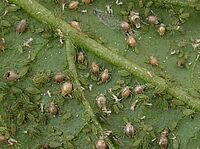 Läuse und von Schlupfwespen parasitierte Läuse auf Peperoniblatt