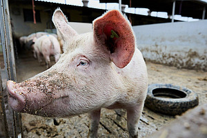 Nahaufnahme eines Schweinekopfs im Aussenbereich.