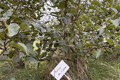 Mit Schild beschriftete Herzblättrige Erle in einer Futterhecke.
