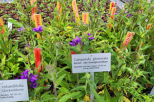 Mit einem Schild "Campanula glomerata" beschriftete Glockenblumen.