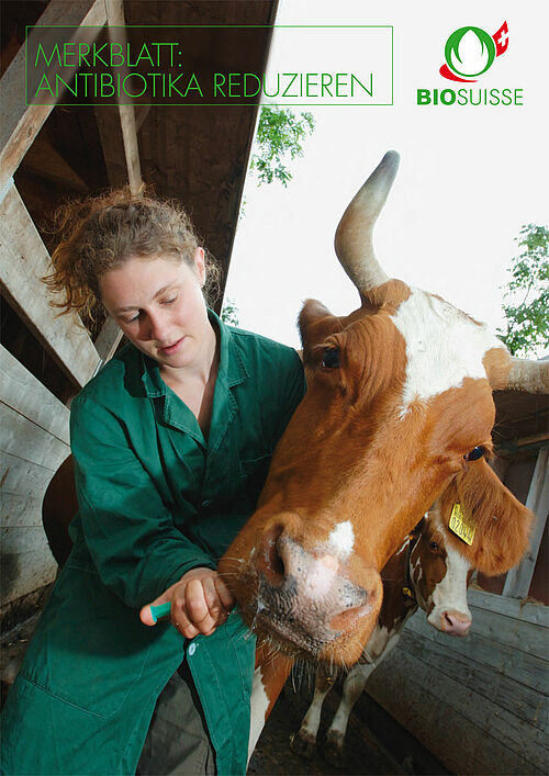 Tierärztin gibt Kuh Medikament ins Maul