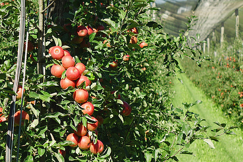 Apfelbaum in einer Niederstammanalage mit vielen reifen, roten Äpfel.