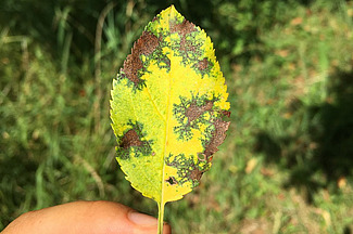Das vergilbte Blatt eines Apfelbaums mit braunen Läsionen. 