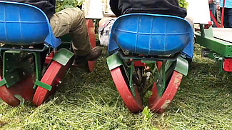 Gemüsesetzlingspflanzmaschine im Einsatz auf mit Mulch bedecktem Feld