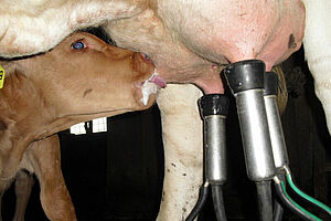 Euter, an drei Zitzen melkt die Melchmachine, an einer Zitze saugt gleichzeitig ein Kalb