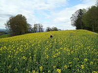 Rapsfeld in Blüte mit Mann in der Mitte des Feldes