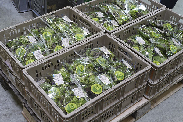 In Plastik abgepackter Mischsalat liegt in grauen Kisten.