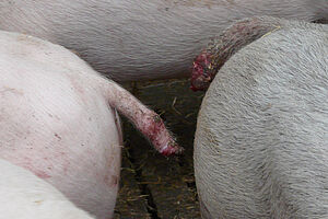 zwei Mastschweine mit abgebissen, blutigen Schwänzen