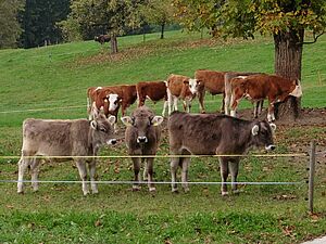 Rinder und Ochsen auf der Weide 