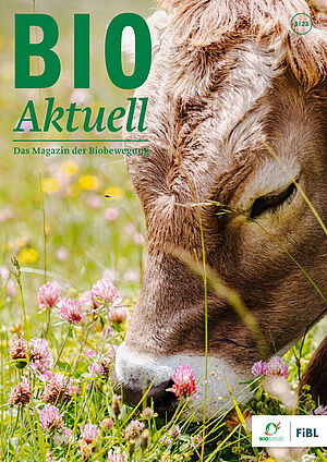 Titelseite Bioaktuell 3|23: Nahaufnahme von einem Kalb auf einer Wiese am Grasen