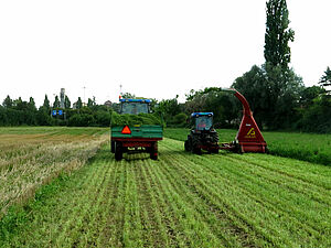 Kleegrasernte: Der Schlegelhäcksler wirft das Gras in einen Miststreuer