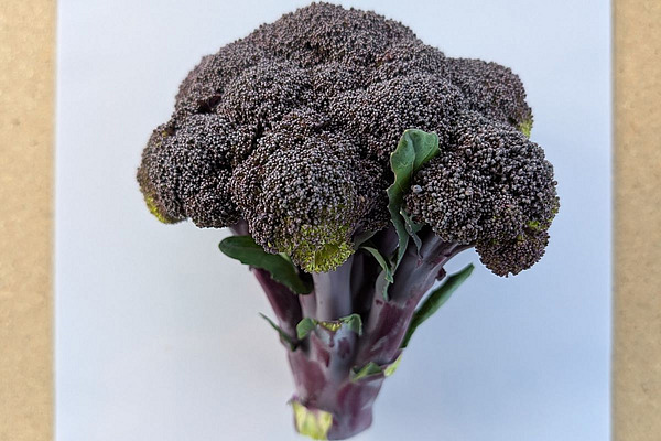Kopf eines violetten Brokkolis.