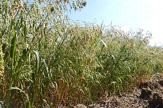 Feld mit fast reifer Hirse
