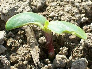 Sonnenblumenkeimling, an einem Keimblatt mit Frassschaden