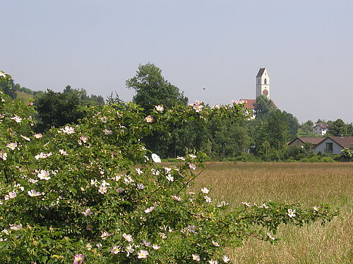 Wildrosenstrauch