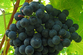 reife blaue Traube am Rebstock