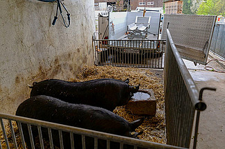 Zwei Schweine in einer Bucht, vor der ein T-Trailer steht.