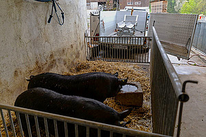 Zwei Schweine in einer Bucht, vor der ein T-Trailer steht.