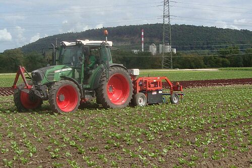 Traktor mit angebautem Hackgerät im Einsatz in Gemüsefeld