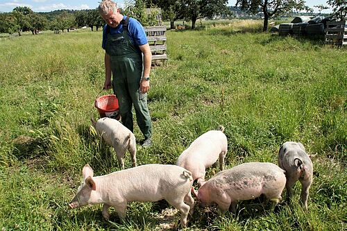 Bauer mit fünf Ferkeln auf einer Wiese mit Obstbäumen