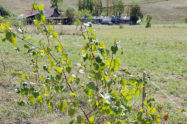 Im Vordergrund sind grüne Blätter einer Birke zu sehen, im Hintergrund ein Hofgebäude. Das Gras dazwischen ist braun-grün. 