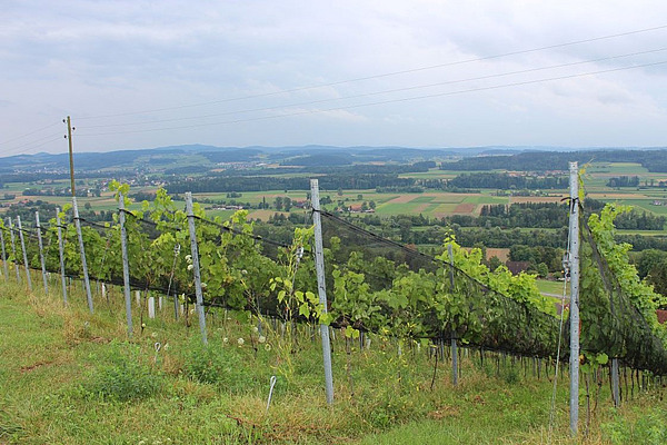 gruene Rebbauanlage am Hang, mit schwarzen Seitennetze