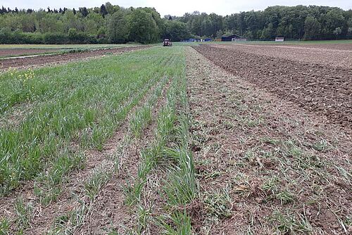 Links und Mitte: grüner Streifen , der von einem Treffler-Grubber  bearbeitet wird; rechts ein gepflügter Streifen.