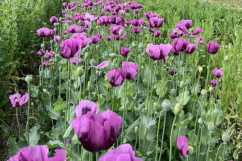 Lila Mohnblüten stehen auf einem schmalen Ackerstreifen. 