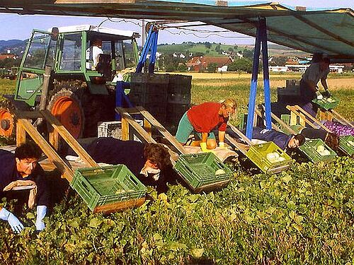 ArbeiterInnen auf am Traktor befestigten Plattformen bei der Gemüseernte