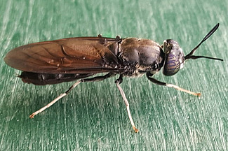 Schwarze Soldatenfliege, Hermetia illucens, stammt ursprünglich aus den subtropischen und tropischen Breiten Amerikas. Foto: FiBL, Jens Wohlfahrt