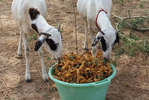 Zwei Ziegen knabbern an Baumteilen in einem grünen Kübel.