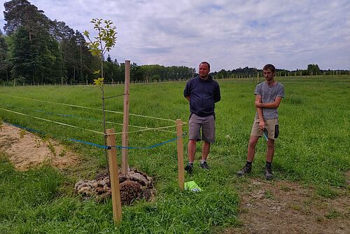 Zwei Männer und ein neu gepflanzter Baum.