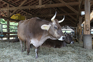 Zwei behornte Braunvieh Kühe im Tiefstreuabteil eines Freilaufstalles.
