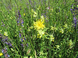 Wiese mit blühendem Salbei, Klappertopf und anderem