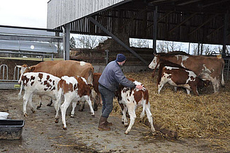 Landwirt Andi Wälle hilft den Kälbern, ihre Amme zu finden.