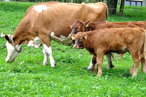 Kuht mit zwei Kälbern auf der Weide