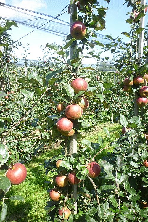 Apfelanlage mit fast reifen, dunkelrotbackigen Äpfeln