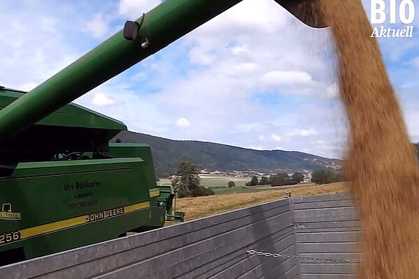Mähdrescher beim leeren des Körnertanks in Anhänger