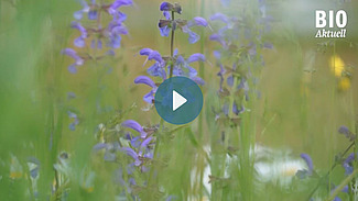 Nahaufnahme einer Blumenwiese.
