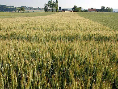 Gerstenfeld mit hellgrünen Ähren