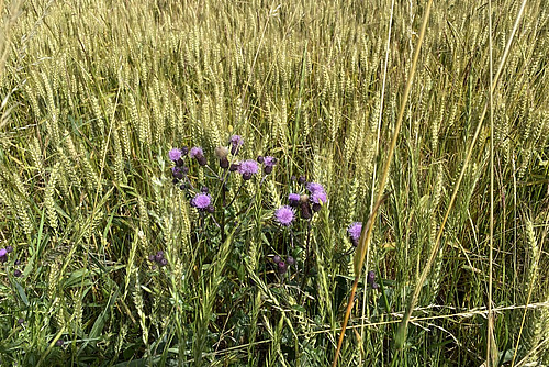 Eine violette Blume steht am Rande eines Getreidefelds.