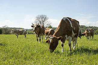 Kühe mit Hörnern auf grüner Wiese.