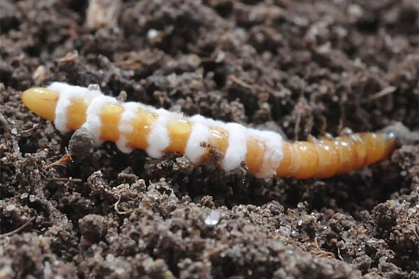 verpilzter Drahtwurm in Grossaufnahme