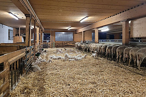 Stall mit Schafen und einem eingestreuten Liegebereich, in dem viele Lämmer liegen.