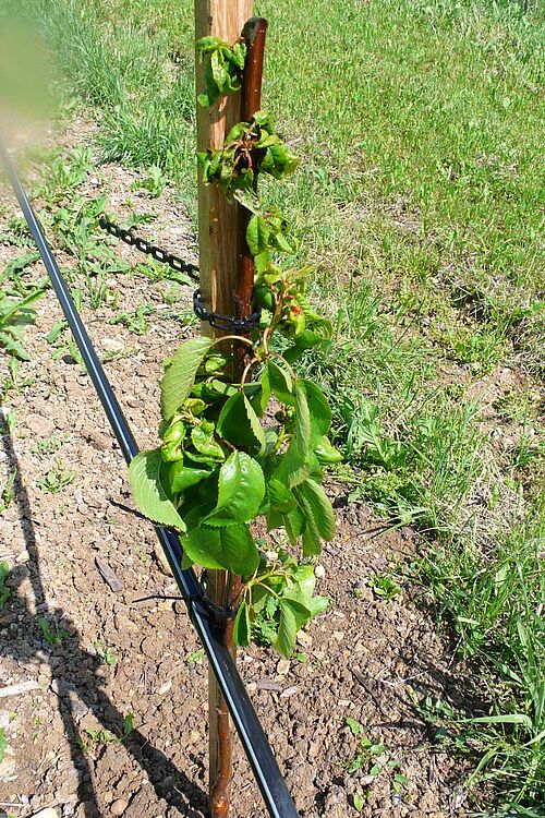 junger Kirschbaum mit gekräuselten Blättern oben am Trieb