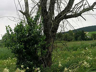 Abgestorbener Baum
