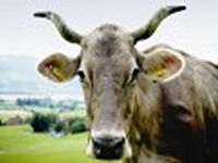 Braunviehkuhkopf mit imposanten Hörnern