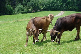 Kuh und Stier auf der Weide.